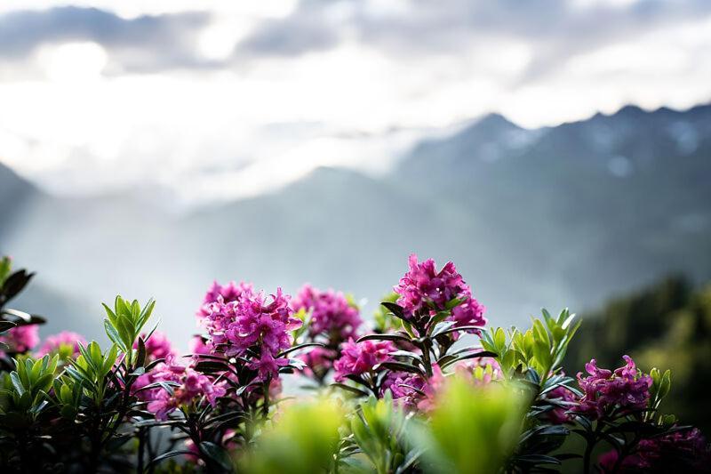 Quality Hosts Arlberg - Afoch Fei - Das Landhaus 圣安东阿尔贝格 外观 照片